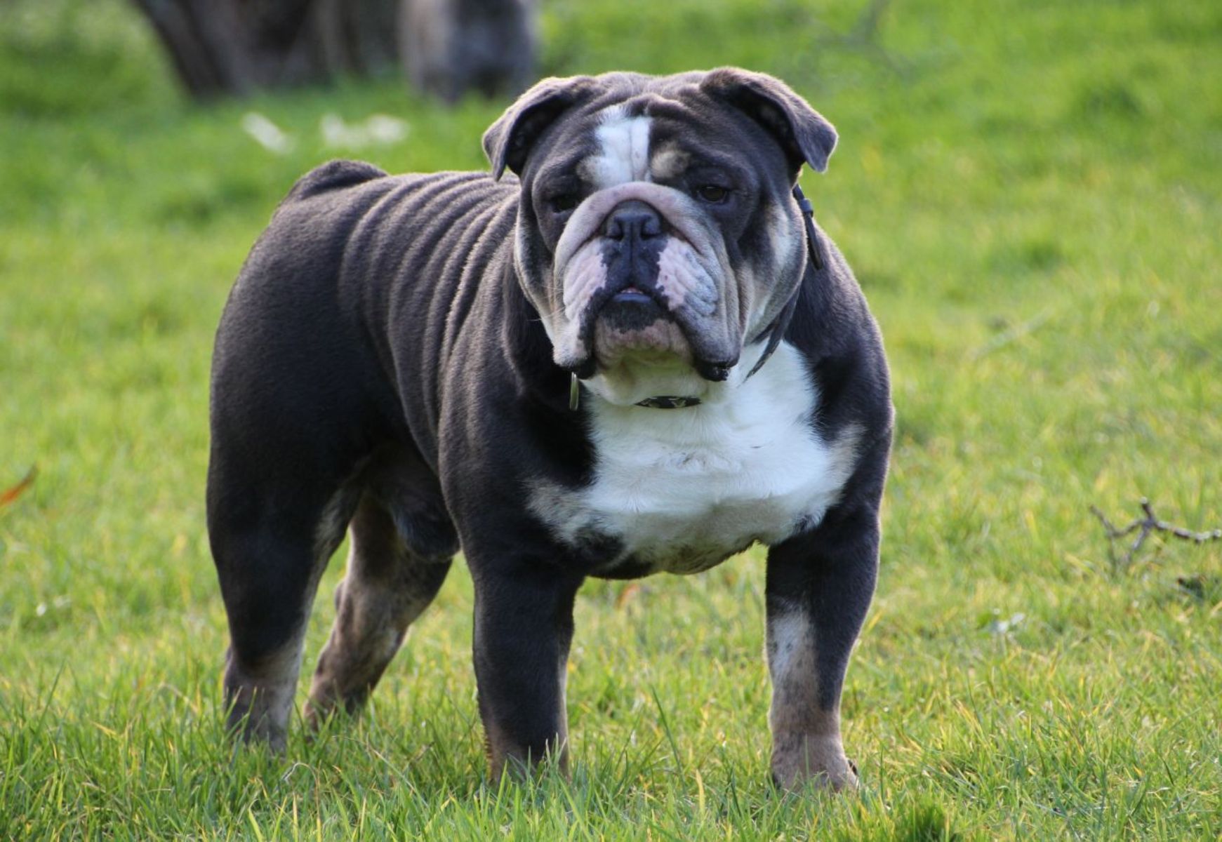 Amazing Blue English Bulldog in 2023 Don t miss out 