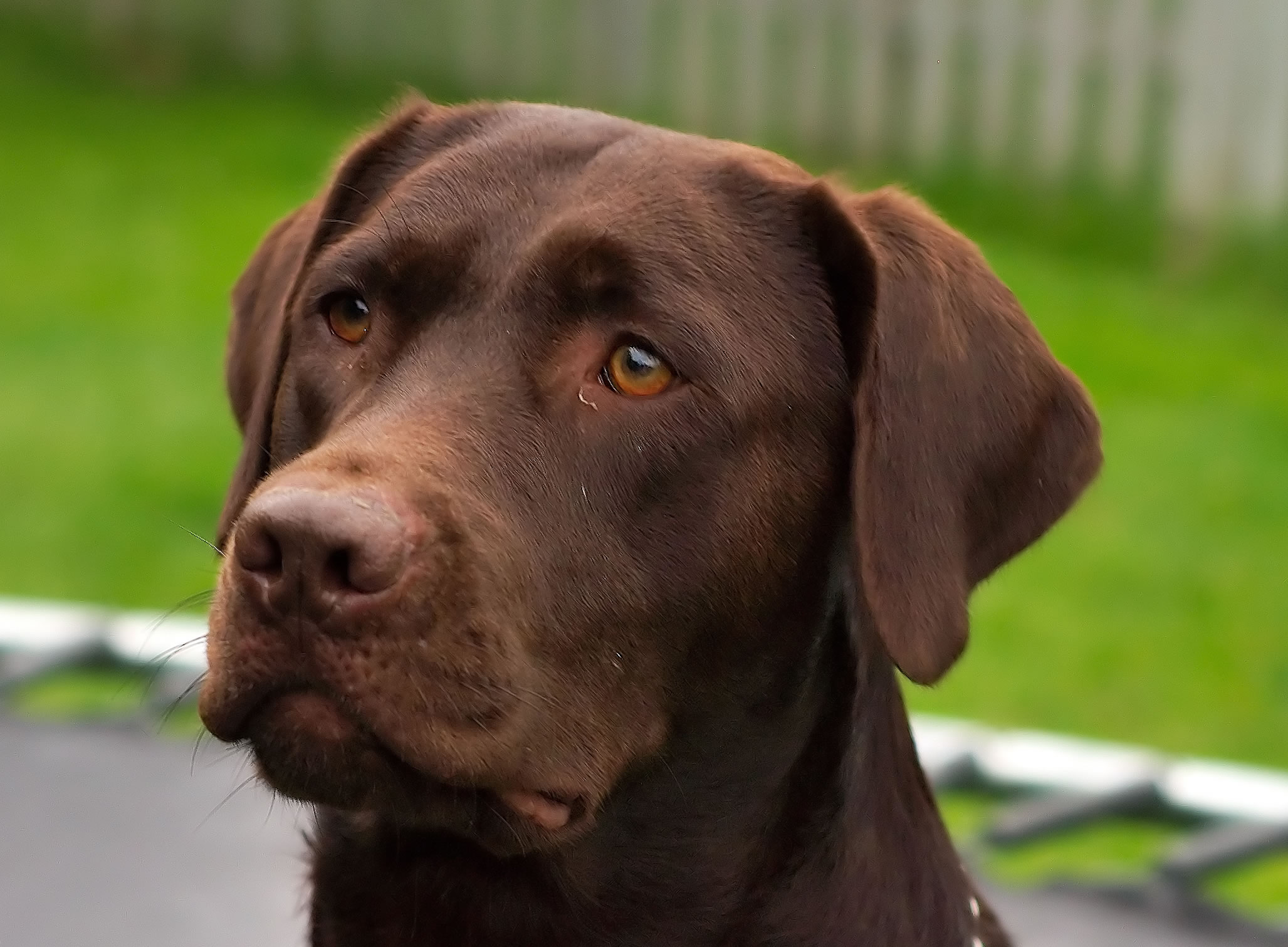 keel labrador