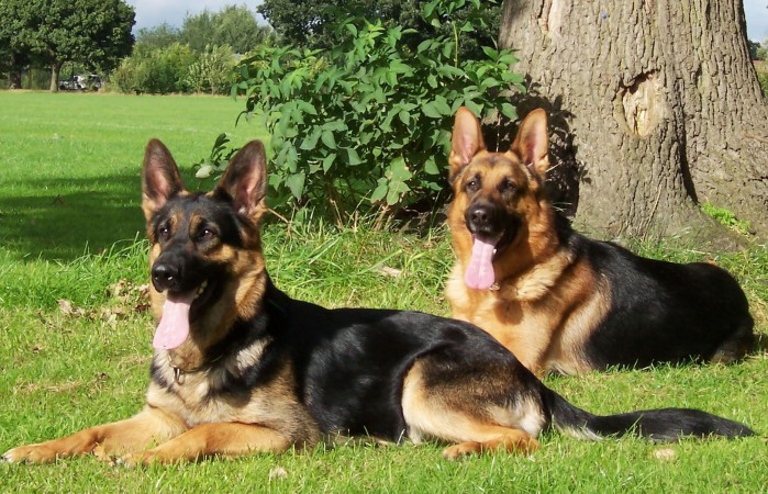 Two German Shepherd Dogs My Doggy Rocks