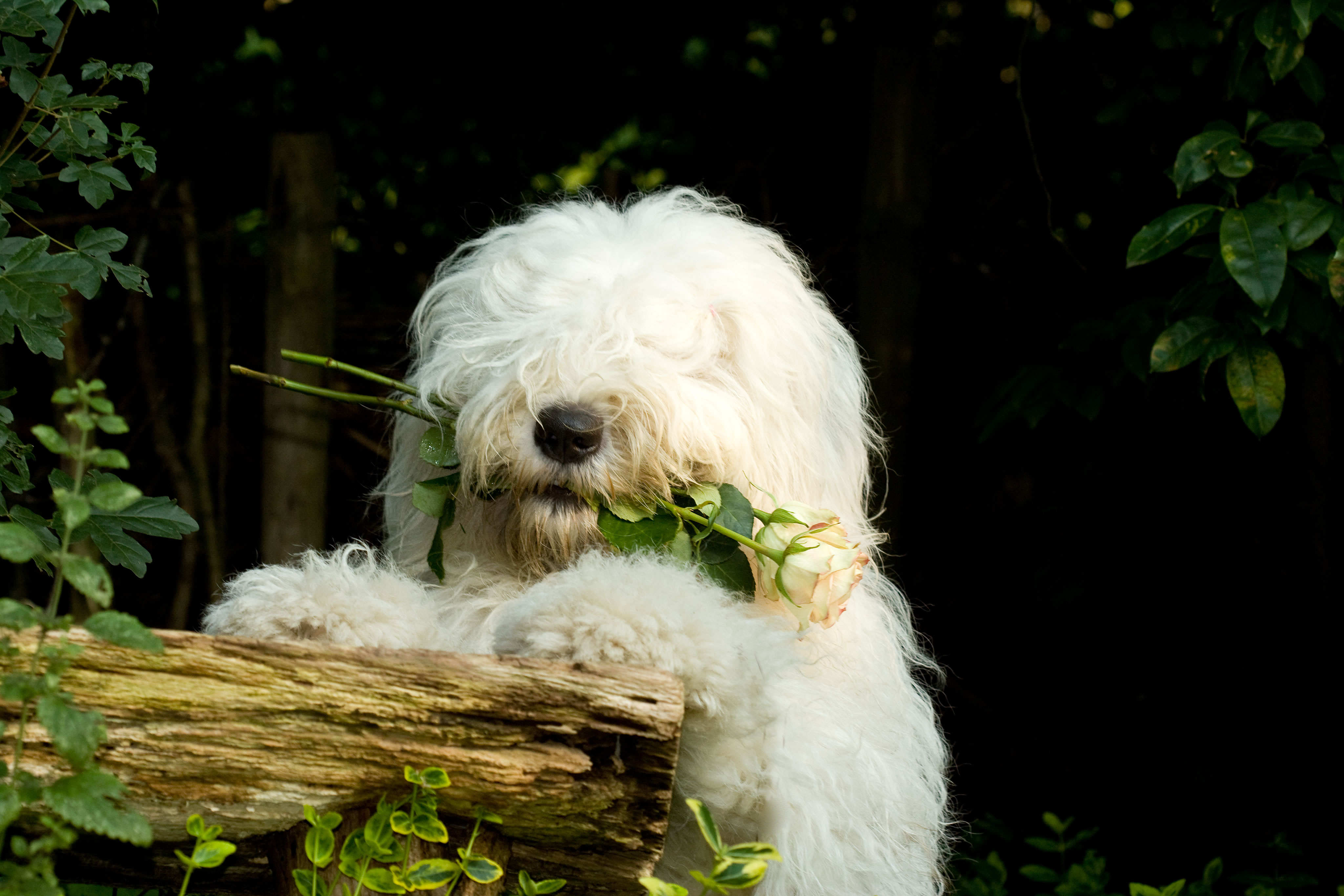 Cute Old English Sheepdog My Doggy Rocks