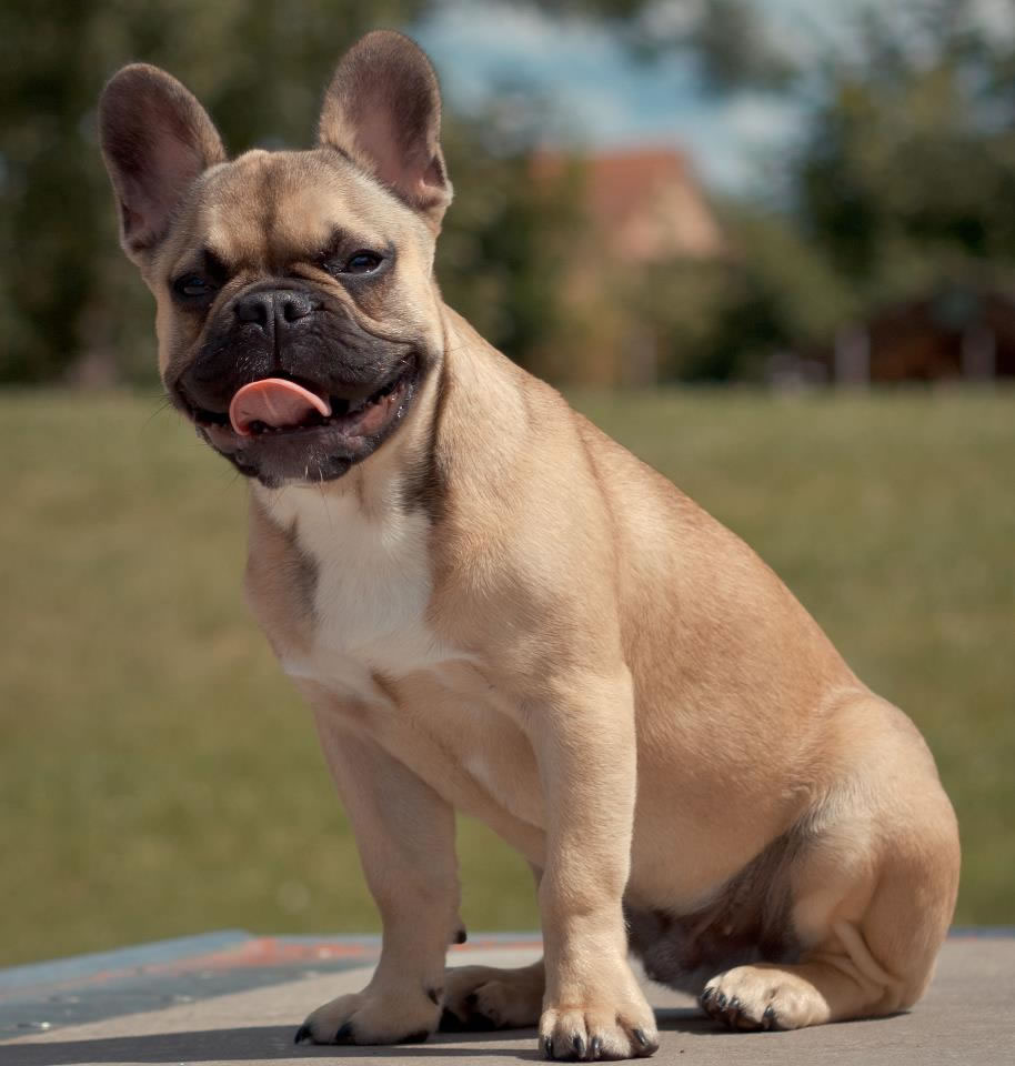 Fawn French Bulldog