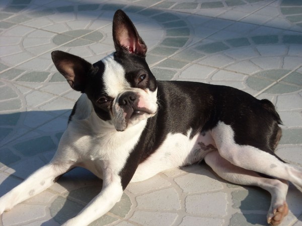 1 year old Boston Terrier