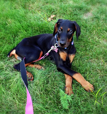 10 week old Doberman