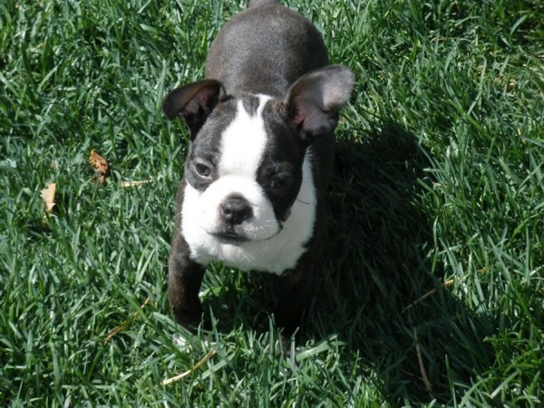 3 month old Boston Terrier puppy