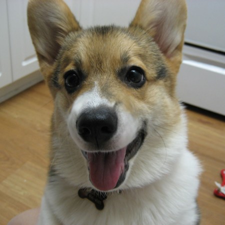 3 month old Pembroke Welsh Corgi