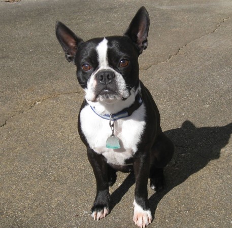 3 year old Boston Terrier