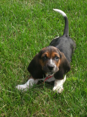 8 week old Basset Hound