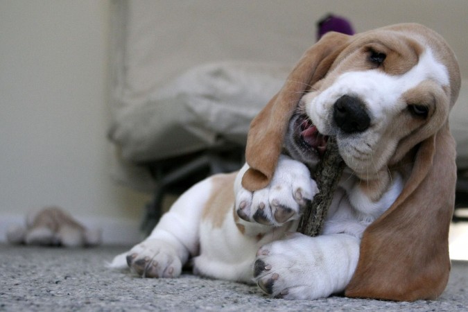 Basset hound playing