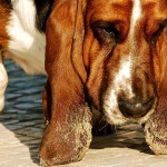 Basset hound closeup