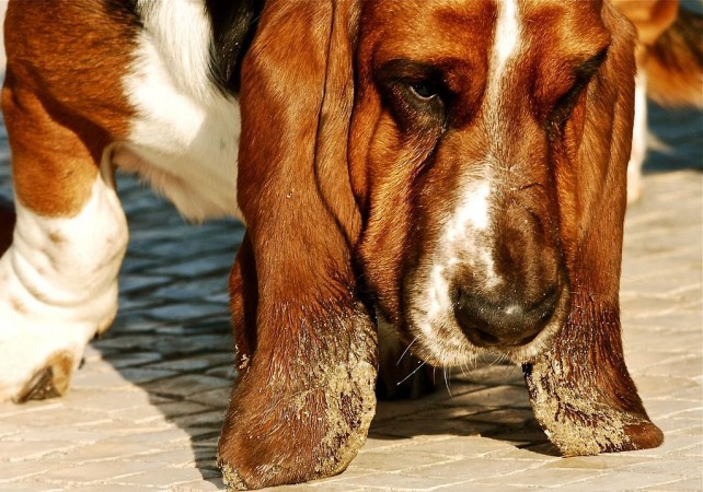 Basset hound closeup