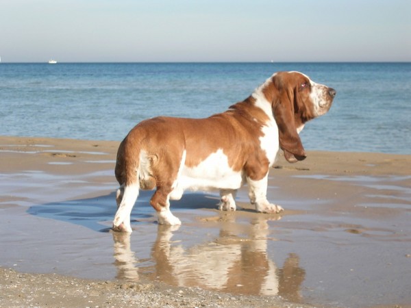 Basset hound on beach