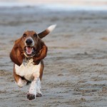 Basset hound running