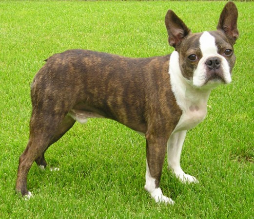 Brown Boston Terrier