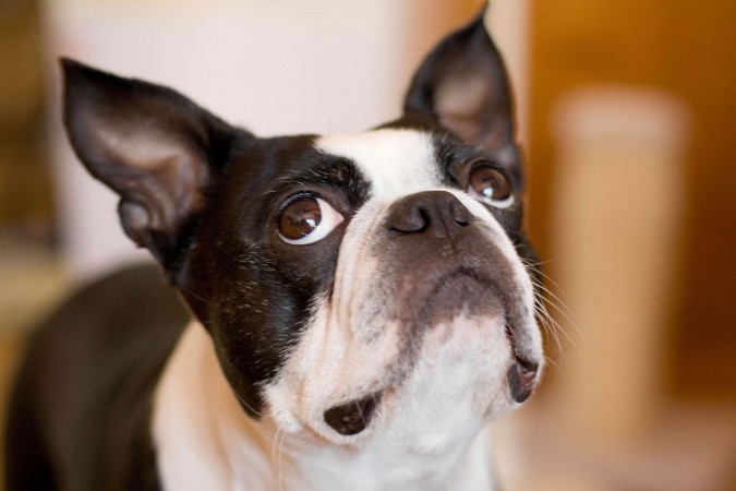 Boston Terrier head - My Doggy Rocks