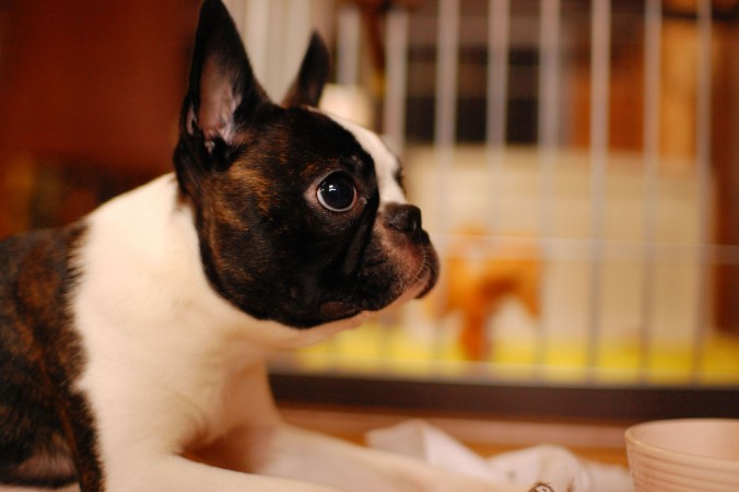 Boston Terrier puppy