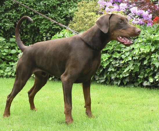 Brown Doberman