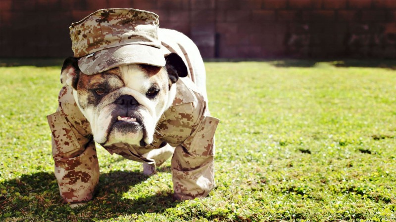 Bulldog in army costume