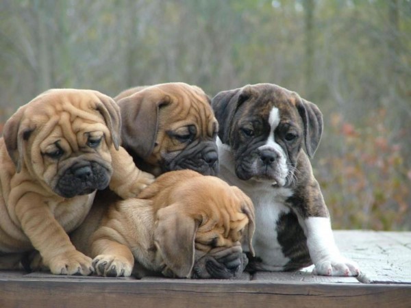 Bulldog puppies playing