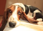 Basset Hound