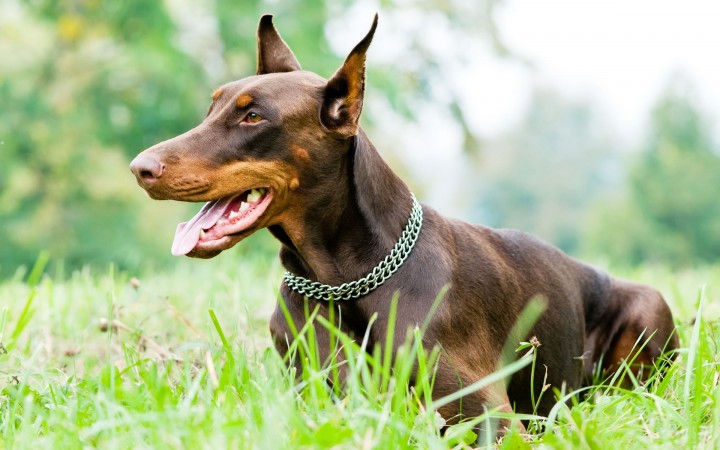 Doberman Pinscher wallpaper