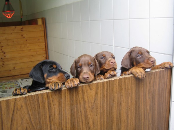 Doberman pinscher puppies