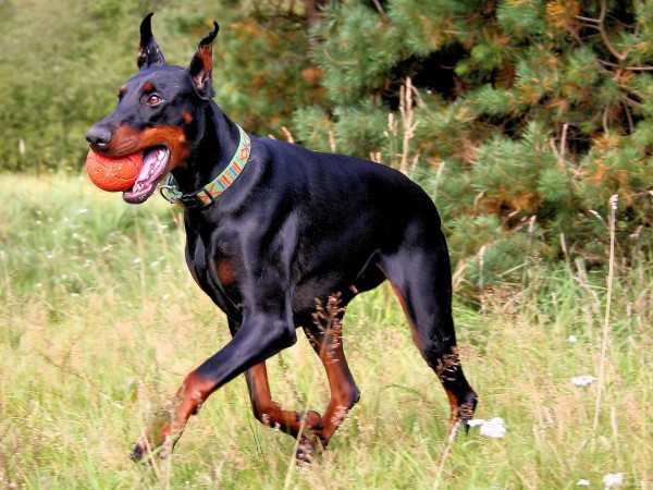 Doberman playing