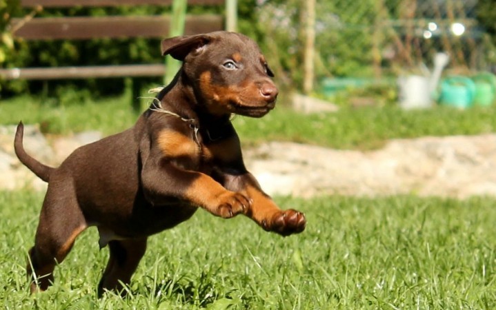 Doberman puppy running