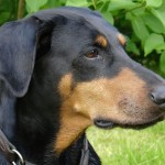 Doberman with natural ears