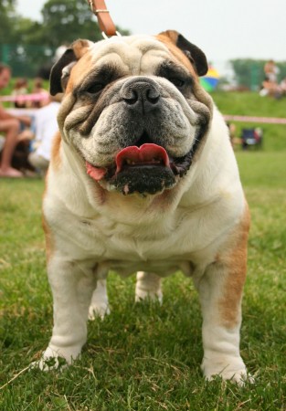 English bulldog