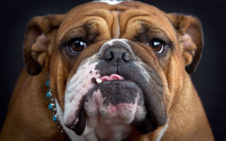 English bulldog face