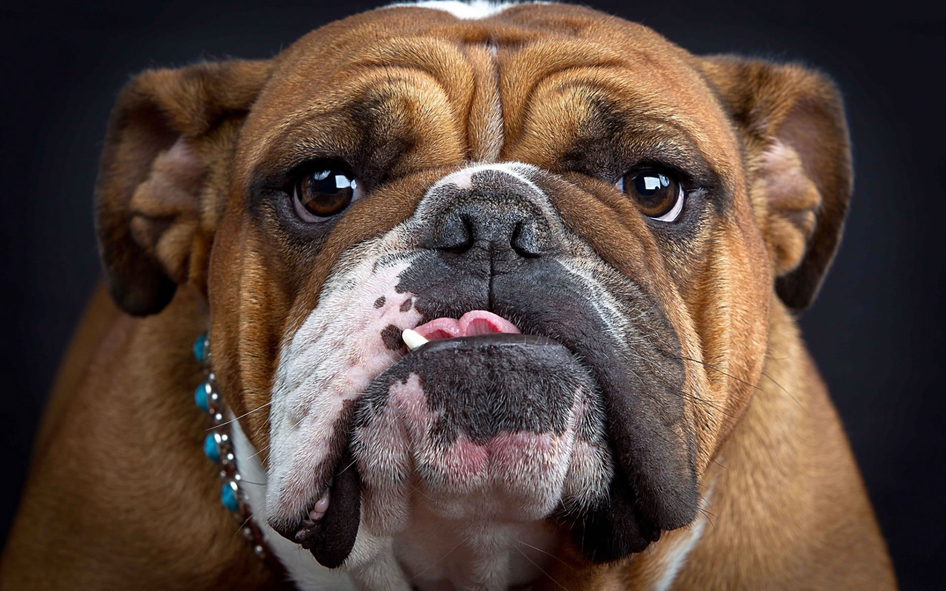 english-bulldog-face-my-doggy-rocks