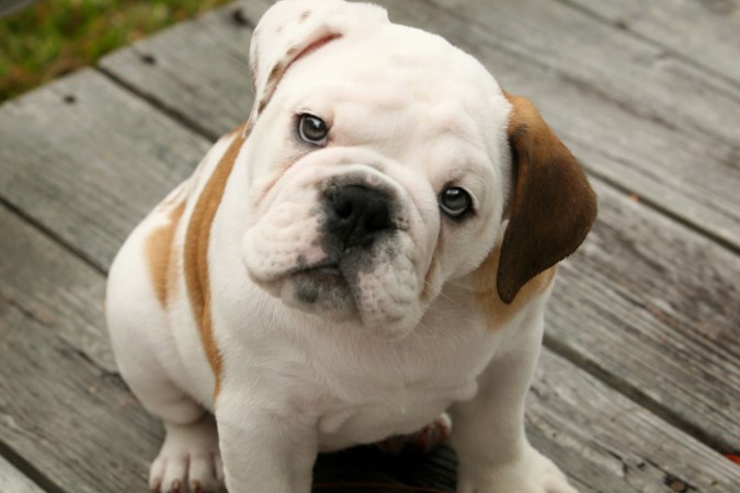 English bulldog puppy