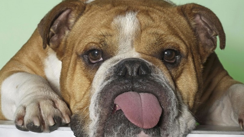 English bulldog wallpaper