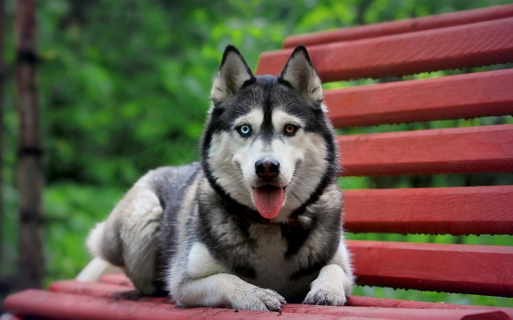 Husky