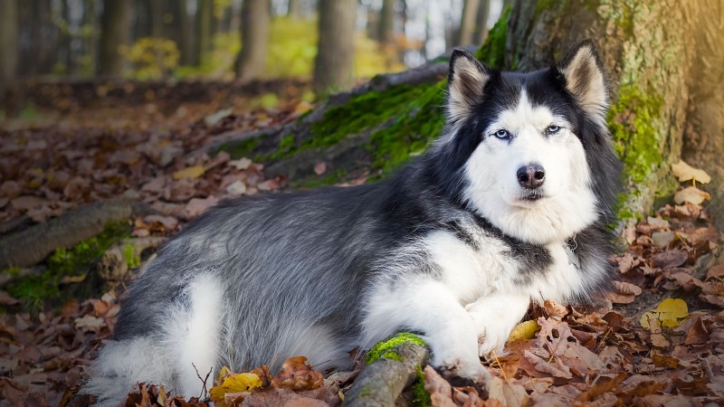 Husky in forest