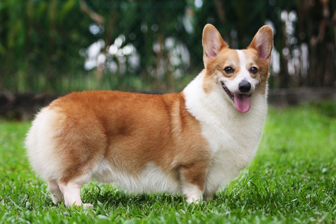 Pembroke Welsh Corgi