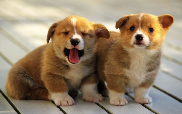 Pembroke Welsh Corgi puppies