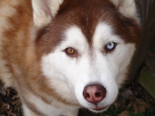 Red and white Husky