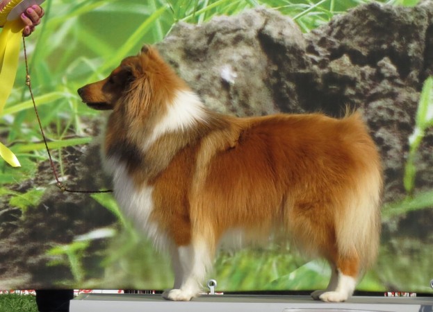 Sable Shetland Sheepdog