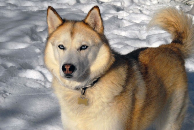 Sable Siberian Husky