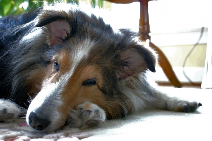 Sheepdog portrait