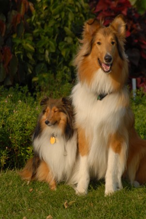 Shetland Sheepdog and Rough Collie