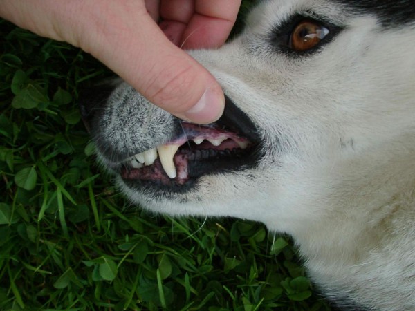 Siberian Husky fang