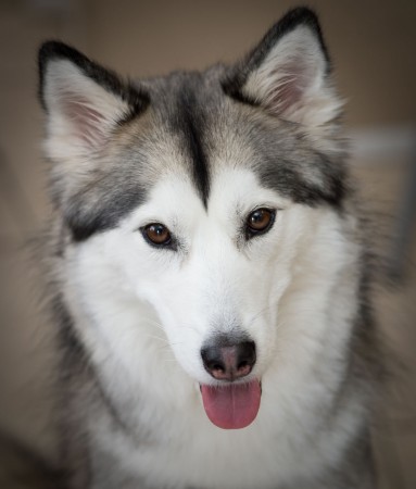 Siberian Husky head