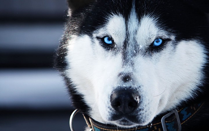 Siberian Husky head wallpaper