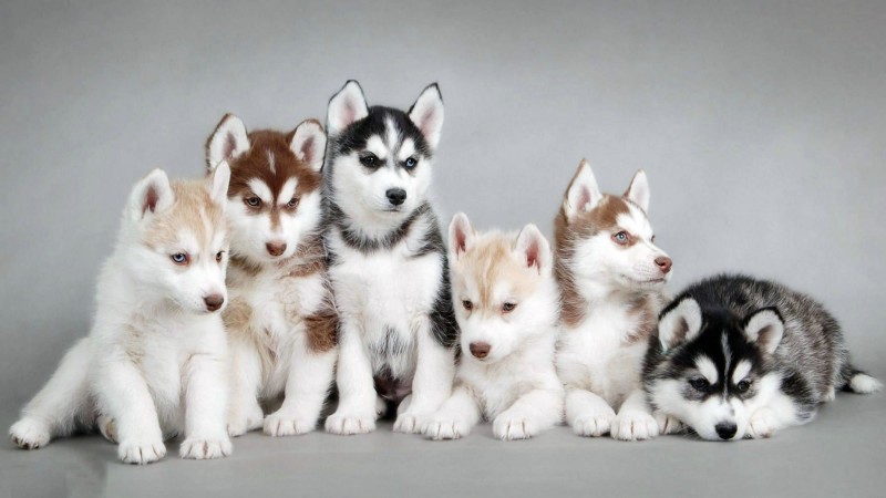 Siberian Husky puppies wallpaper