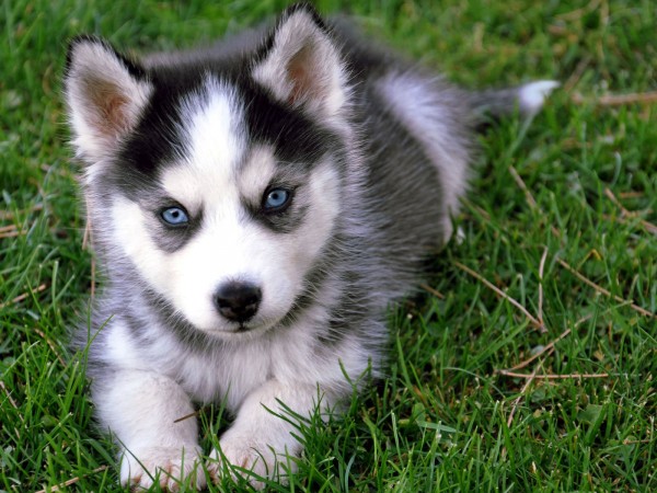 Siberian Husky puppy