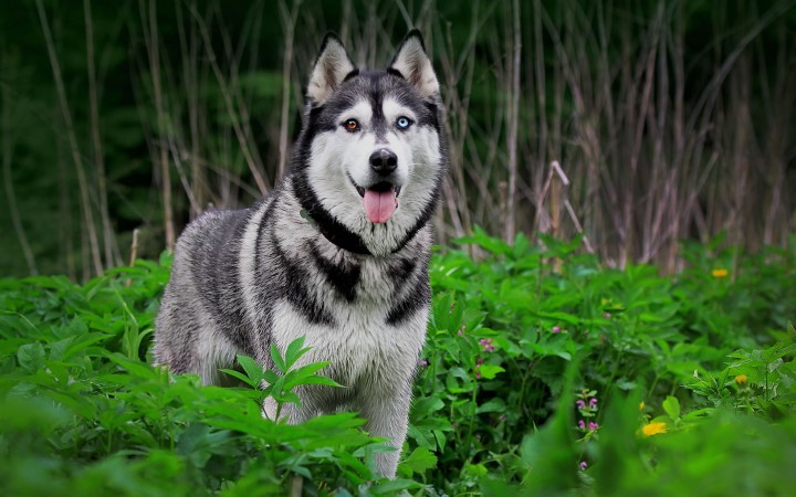 Siberian Husky wallpaper