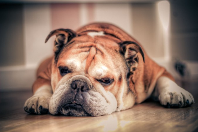 Sleepy english bulldog