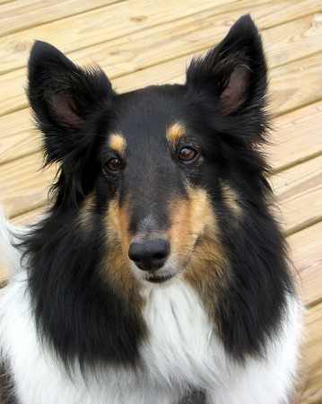 Tricolor Shetland Sheepdog